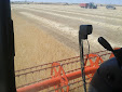 Harvesting barley 2013 with Claas Lexion