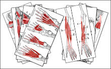 My Anatomy/Technical Work