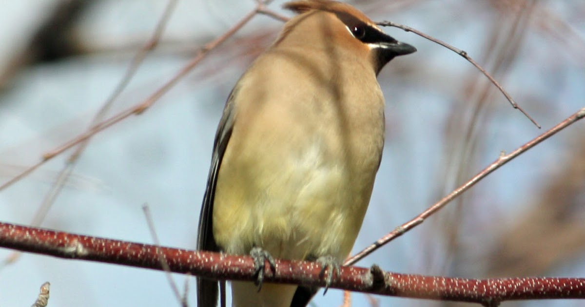 Boise Daily Photo Great Backyard Bird Count