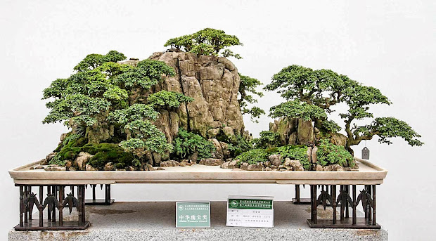walter pall bonsai adventures