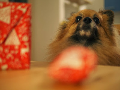 Christmas Presents for Barney the Pomeranian
