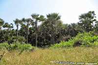 Gambia-Park Bijilo - Widok na las deszczowy.