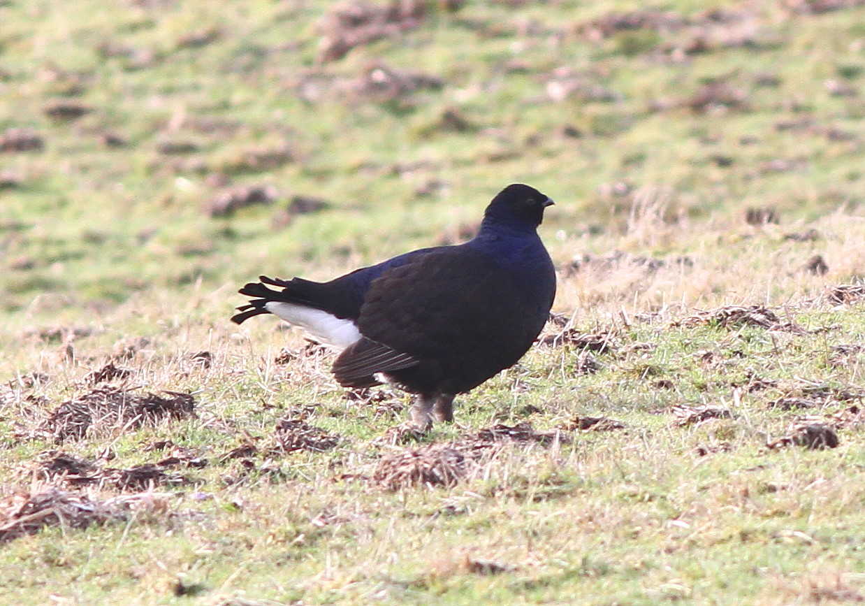 lapland Black Grouse