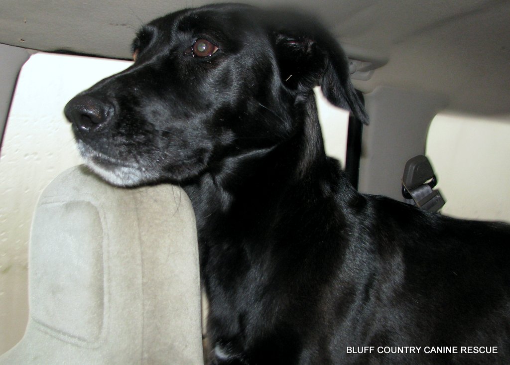 A Shepherd's Voice: A nice way to spend a rainy day...