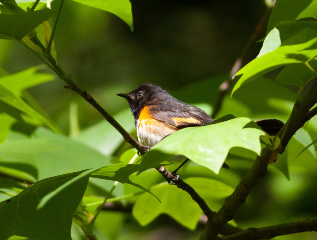 American Redstart - Prospect Park, New York