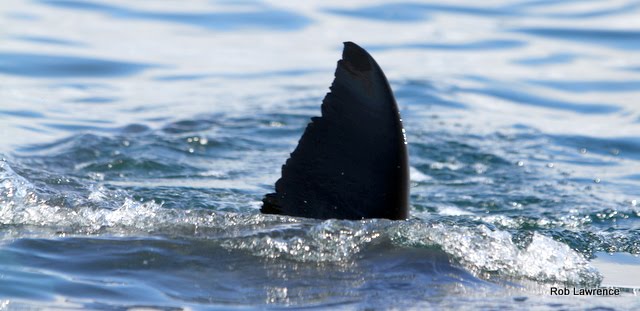 Dorsal Fin Shark