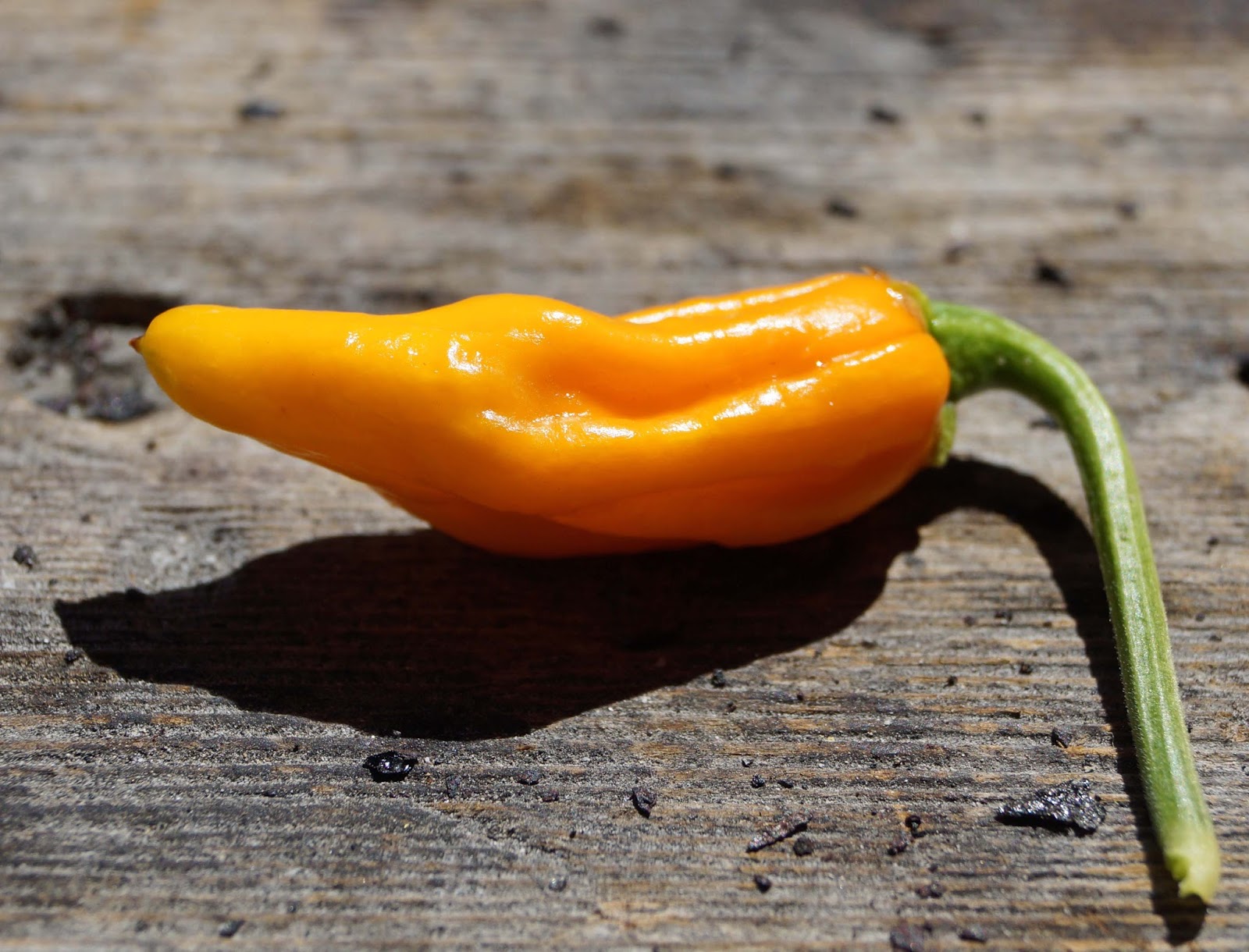 MAD MEAT GENIUS GHOST PEPPER