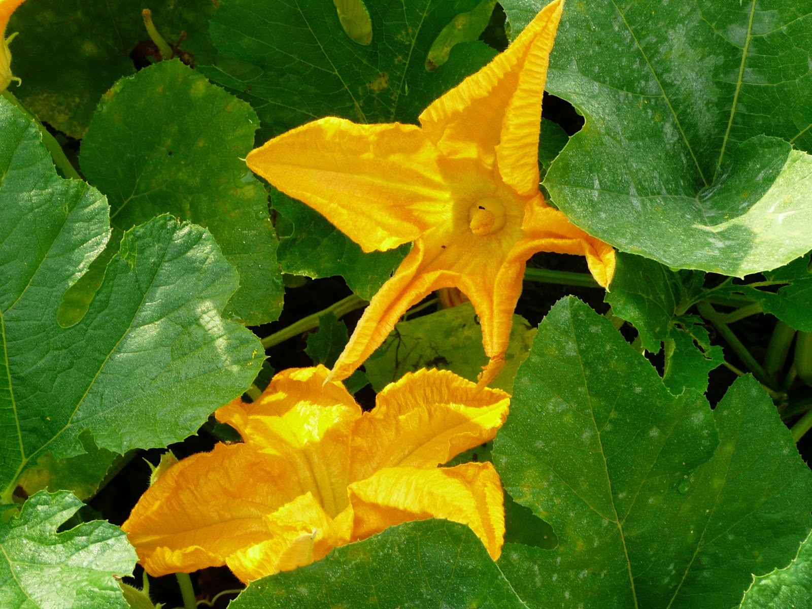 Squash Blossoms HollyBeth Organics Luxury Skin Care