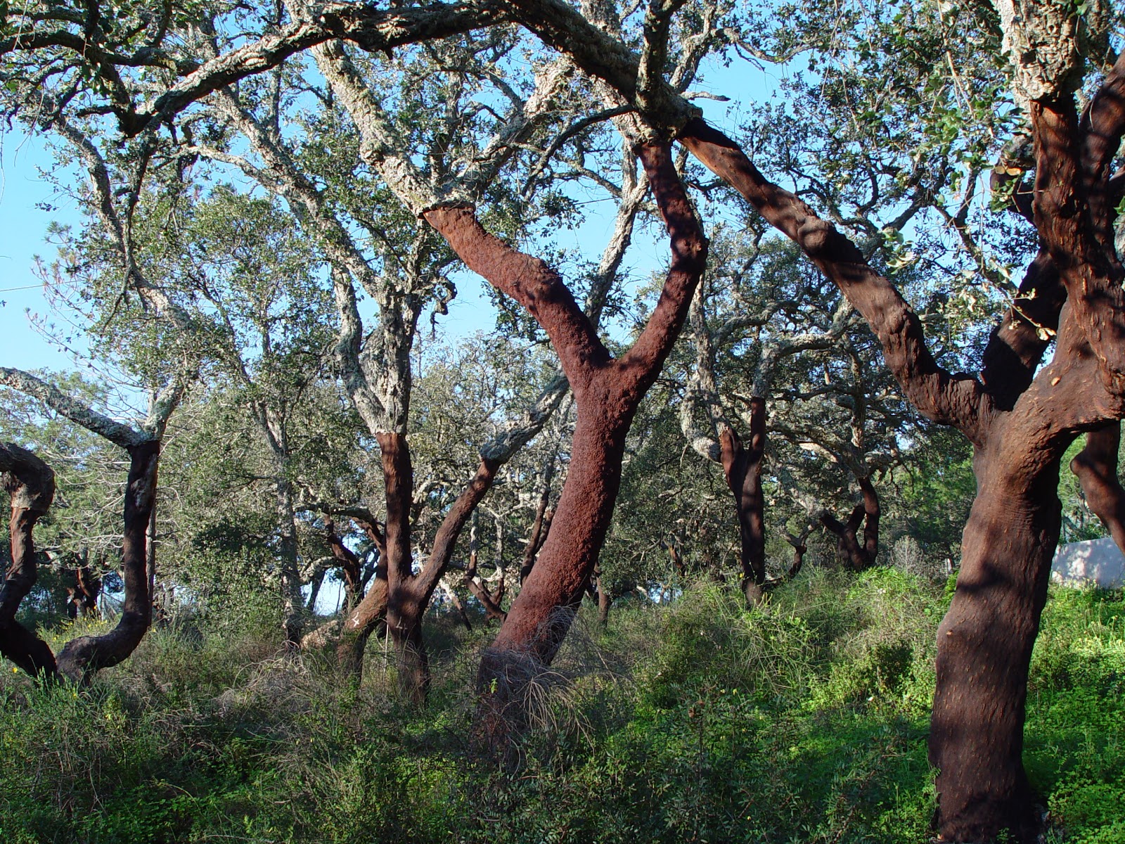 Image result for cork forest algeria