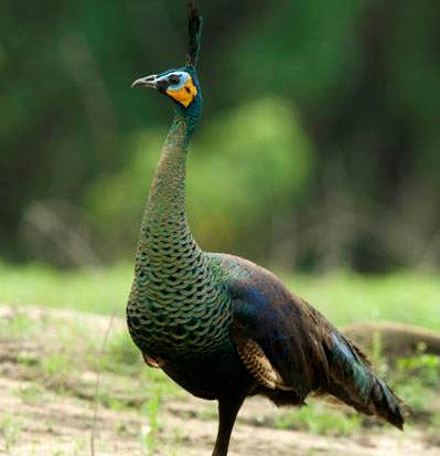 BULU BURUNG MERAK SEBAGAI SUMBER INSPIRASI PENCIPTAAN TAS KULIT WANITA TUGAS AKHIR KARYA SENI (TAKS) Diajukan Kepada Fakultas Ba