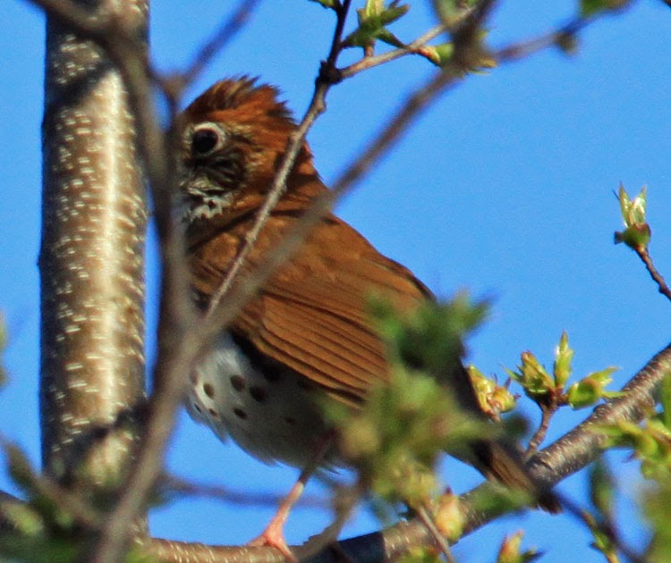 Northern Illinois Birder: Wood Thrushes & May Bird Migration to