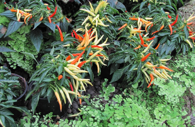 virginia-lake-winter-gardens