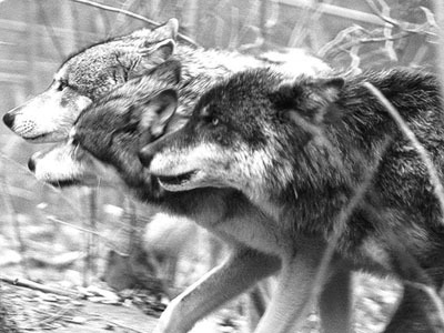 [Image: wolf-pack.jpg]
