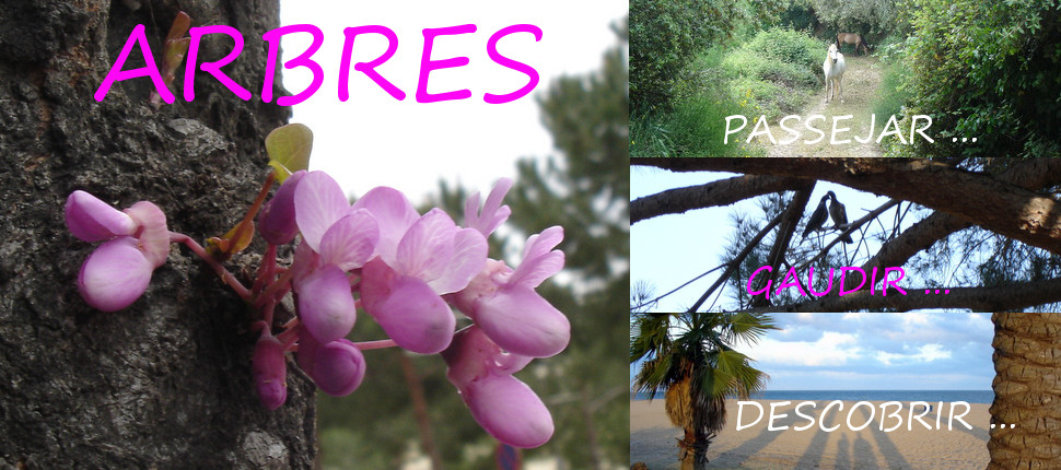 ARBRES