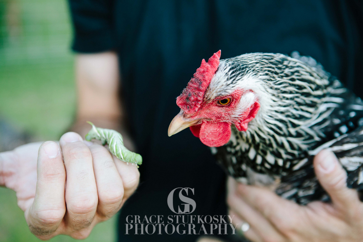The Chicken vs. The Caterpillar Ramblings from a Desert Garden