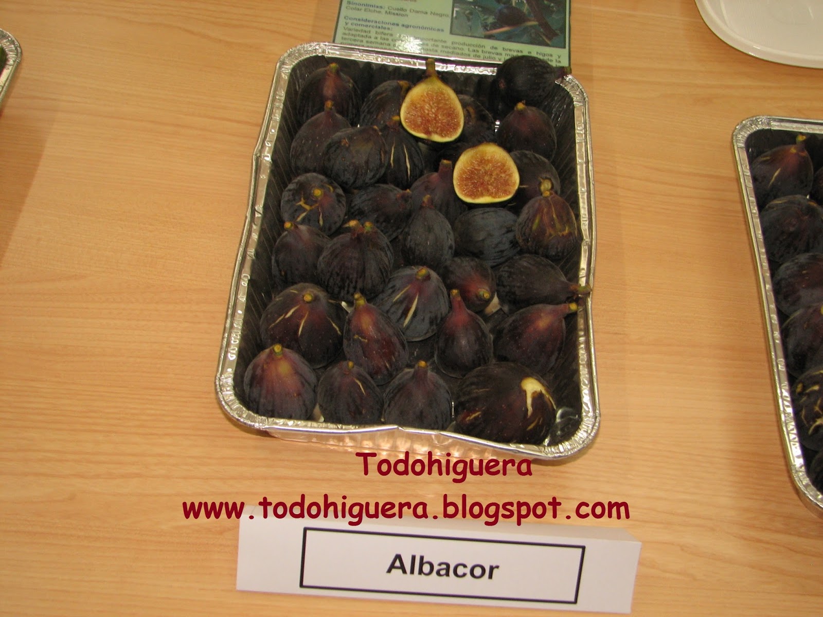 Todohiguera ALBACOR