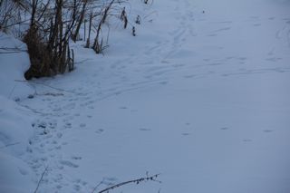 animal tracks in the snow photo of animal tracks in the snow