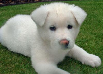 Akita Puppies on Akita Puppy Pictures And Information   Puppy Pictures And Information