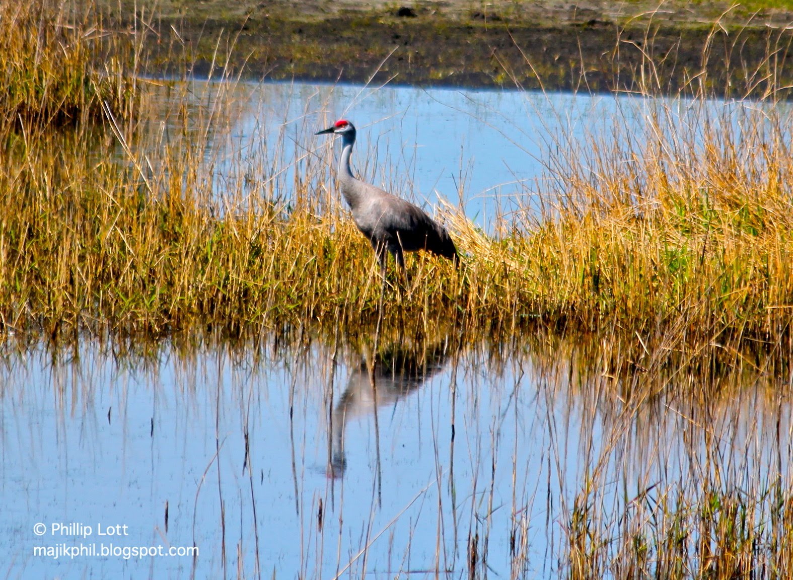 Male Sandhill Crane