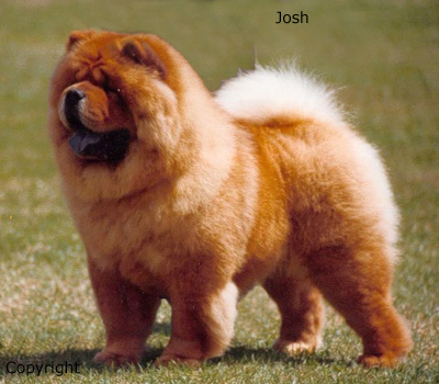 raças de cães chow