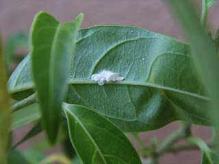 Mealy bugs colony underside of Cestrum leaf