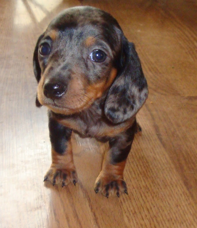 Dexter, past pup of Paisley