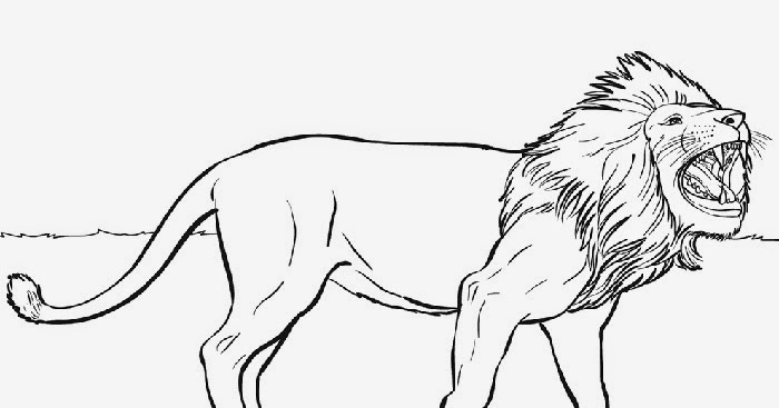 Lion coloring page | Free Coloring Pages and Coloring Books for Kids