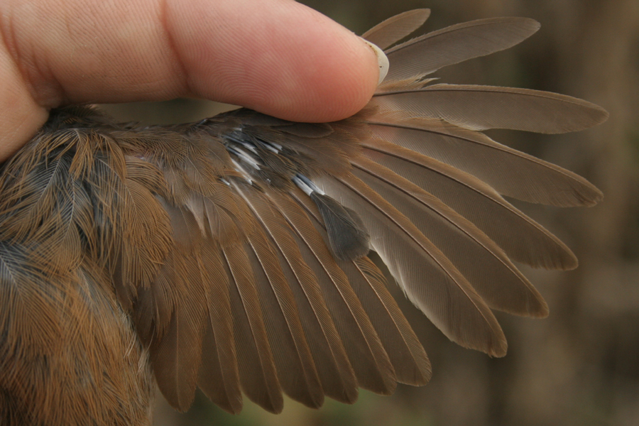 Cetti's Warbler - adult, post-breeding complete moult Cetti's Warbler - adult, post-breeding complete moult