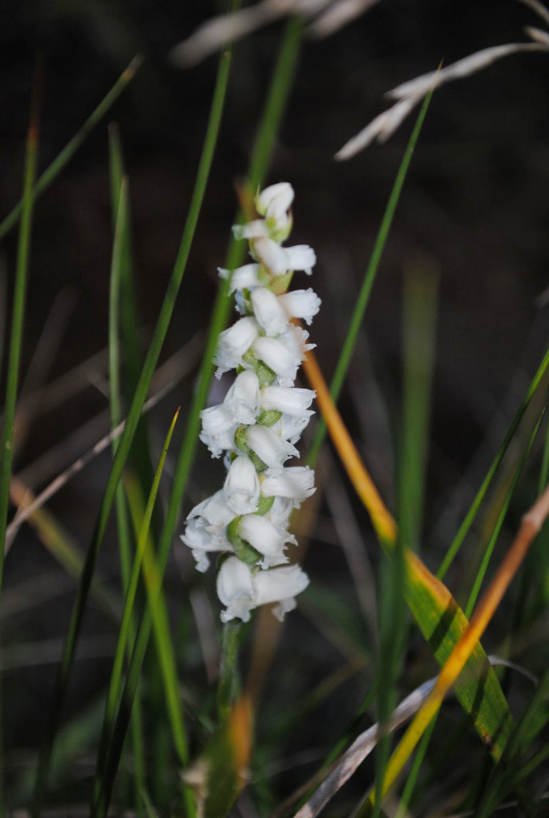 West Virginia Native WildflowersThe Big Year, 2013 More Fall Orchids