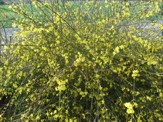 Living The Life In Saint Aignan Plants I M Growing