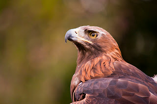 Golden Eagle A Birds of Prey (Aquila chrysaetos)
