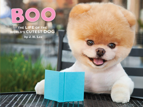 Cutest Dog In The World Guinness 2016 guinness book: most beautiful dog in the world Cutest Dog In The World Guinness 2016 guinness book: most beautiful dog in the world