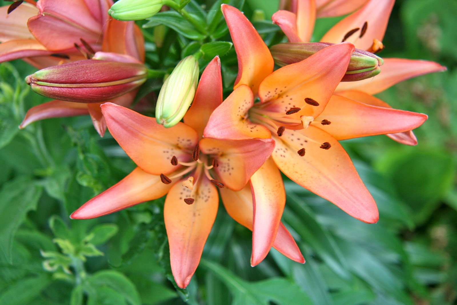 Cheesehead Gardening The Lilies are Blooming