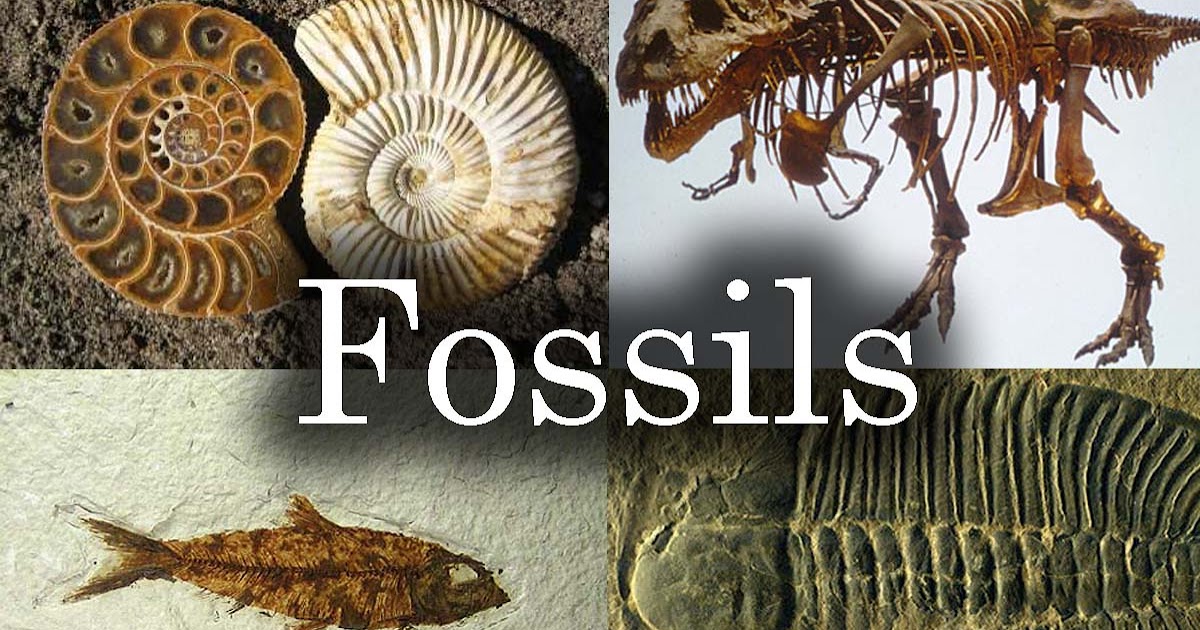 Harun Yahya Pakistan Evolutionists must see these fossils