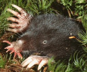 Nosed Mole