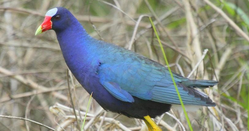 Variety of Life Porphyrio