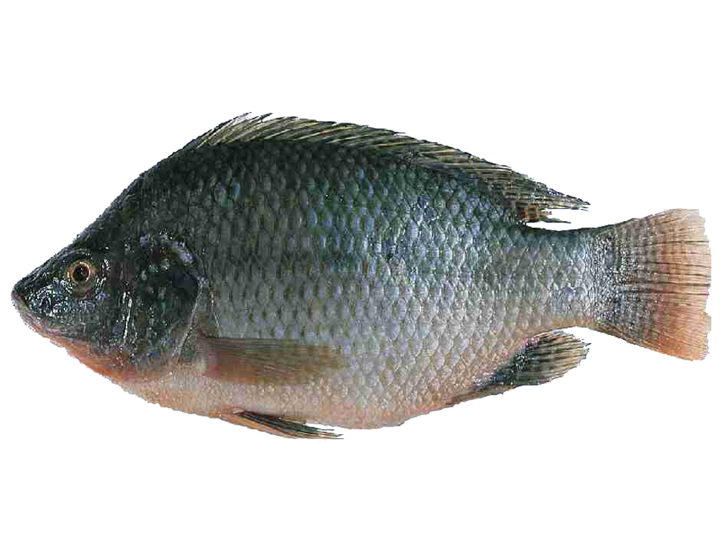 Tilapia Fish Farming Modern Farming Methods