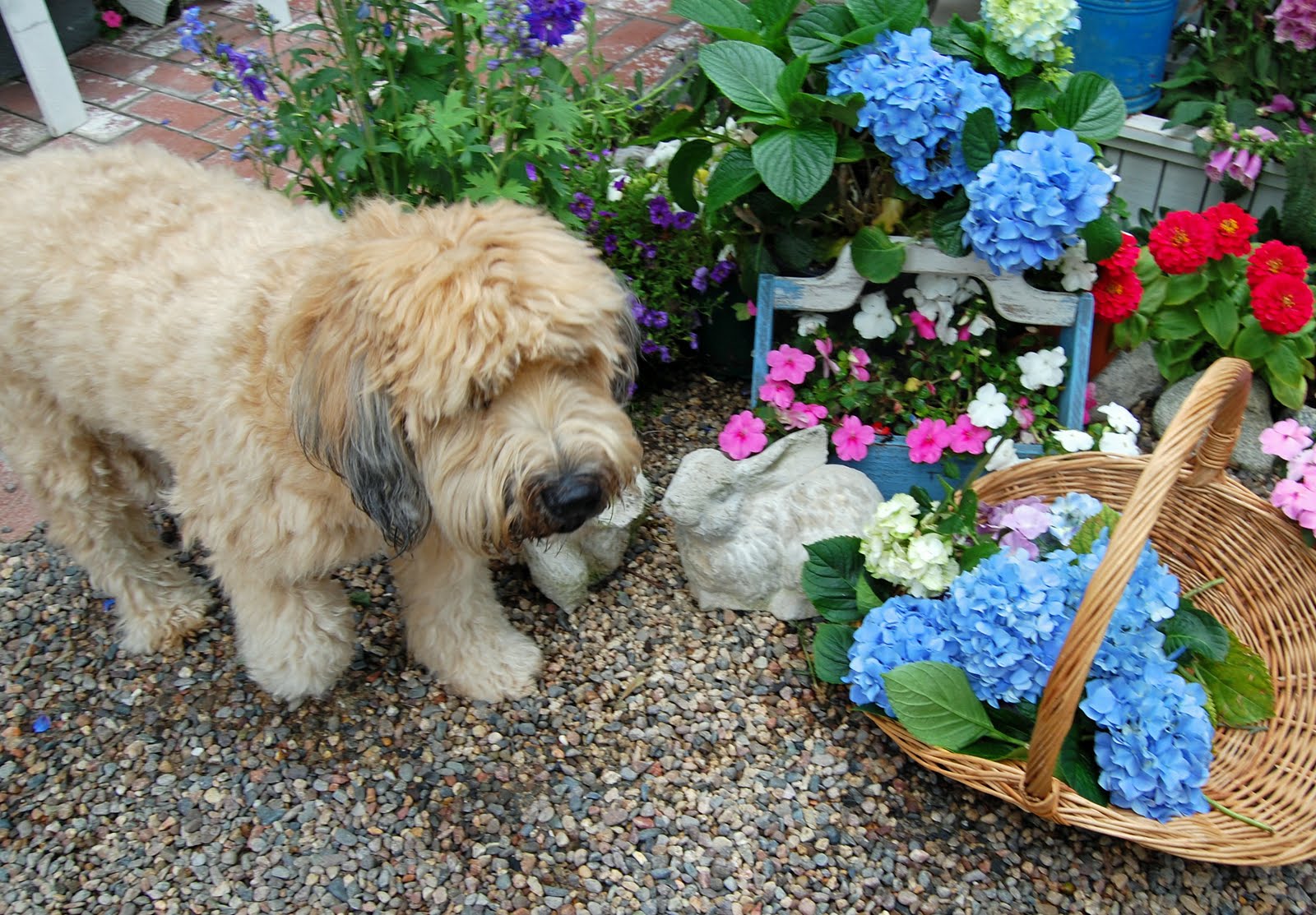 Animal Crossing New Horizons Flower Breeding Guide Keengamer