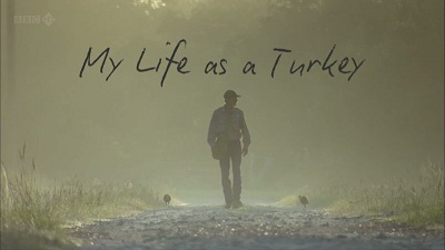 my life as a turkey-hd