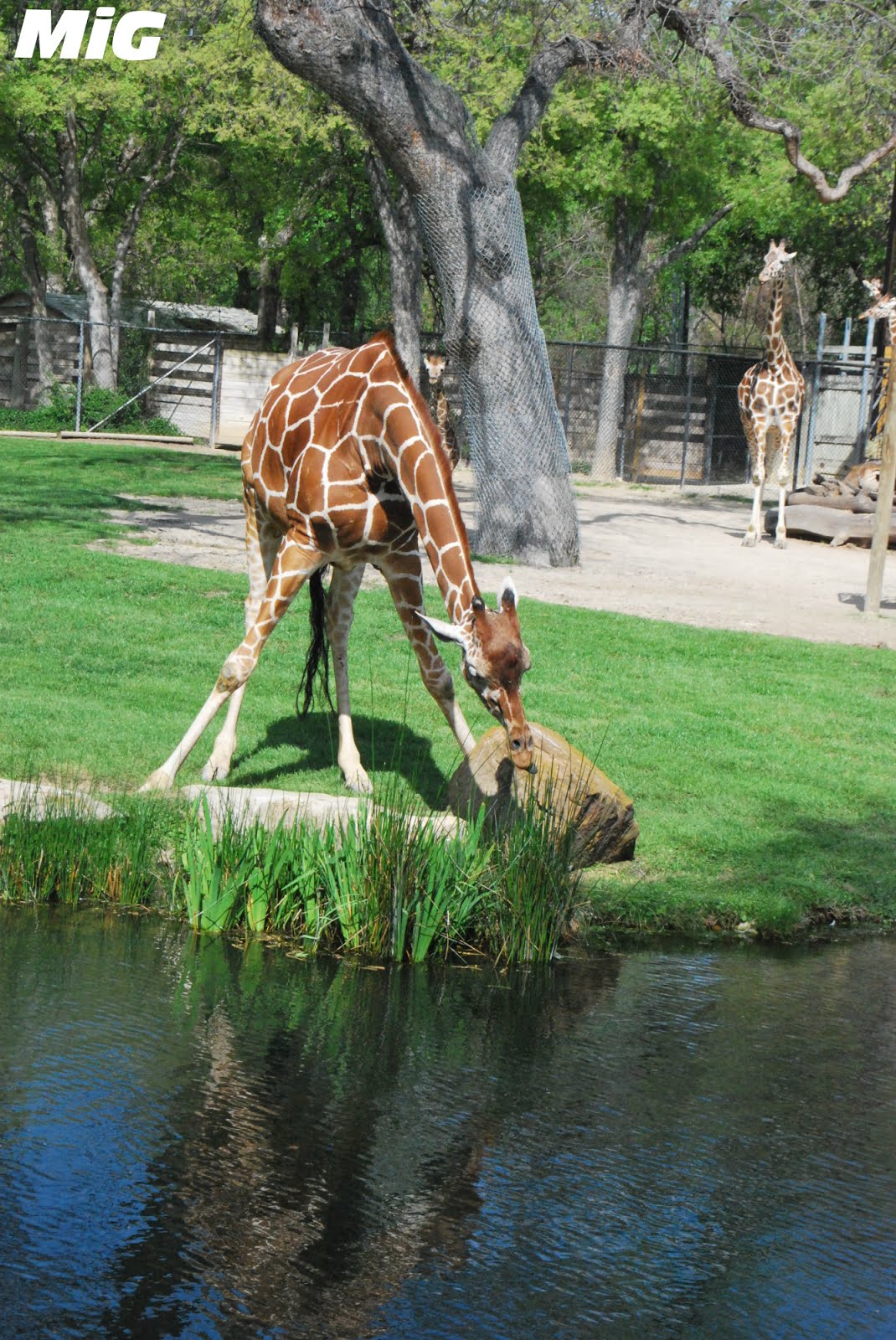 MidwestInfoGuide: Fort Worth Zoo