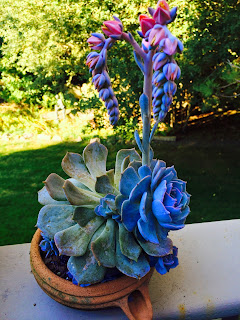 Colorful Echeverias Interior Office Plant from PDI
