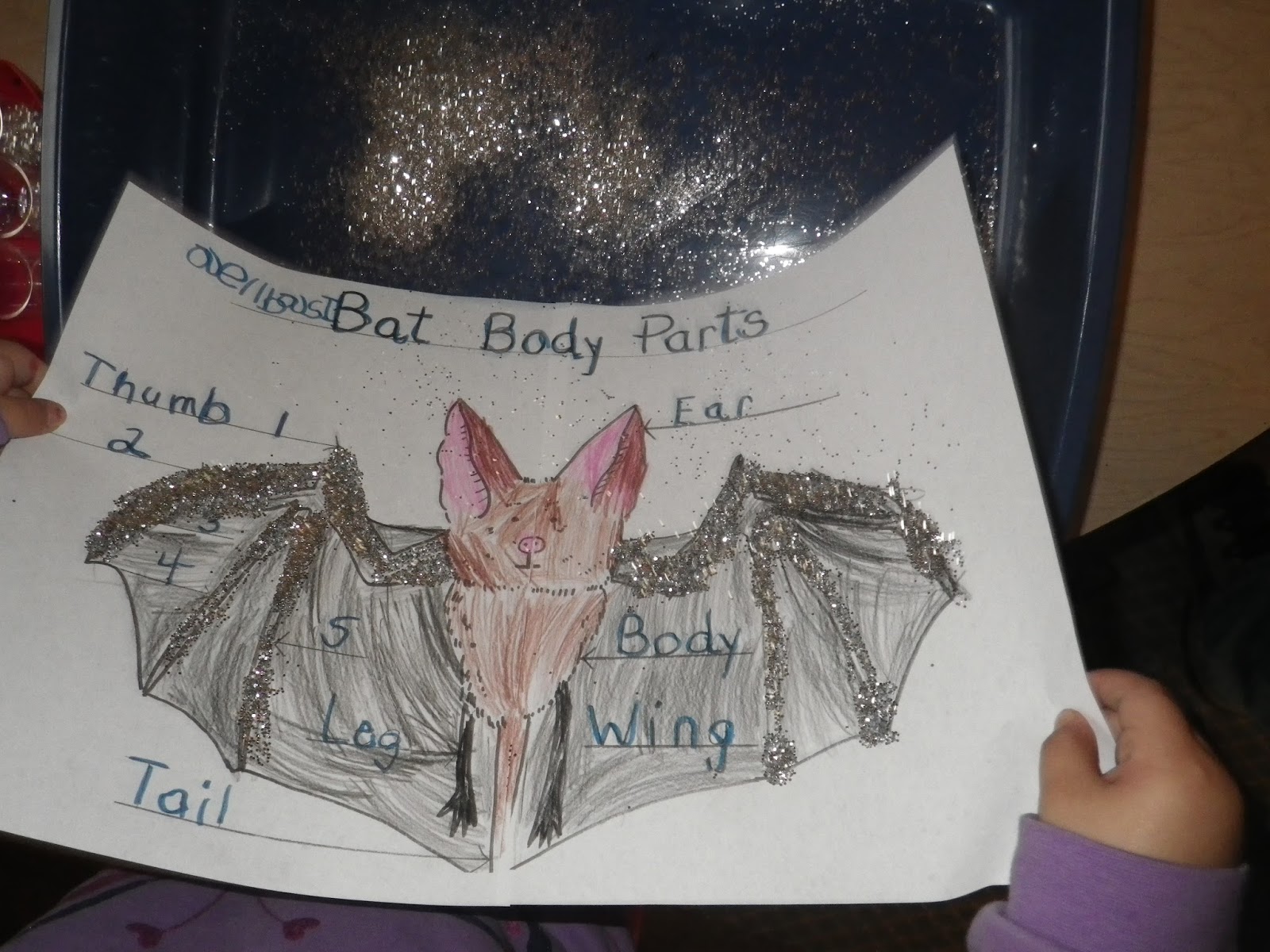 SmartSquirrel Bat Anatomy