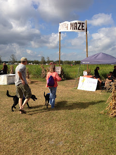 Fred and Melisa walk the puppies up to the corn maze entrance. Fred and Melisa walk the puppies up to the corn maze entrance.