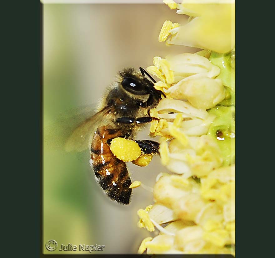 Bee with Pollen