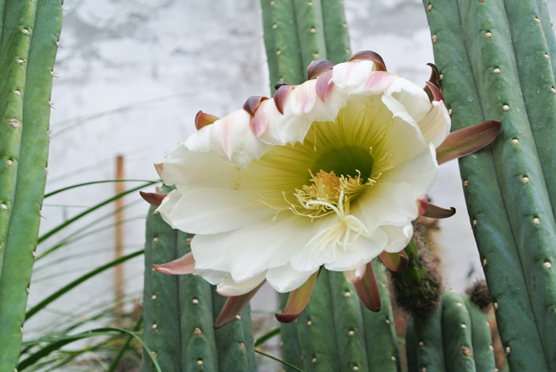 LOPHOPHORA Flowering San Pedro cactus (Trichocereus pachanoi