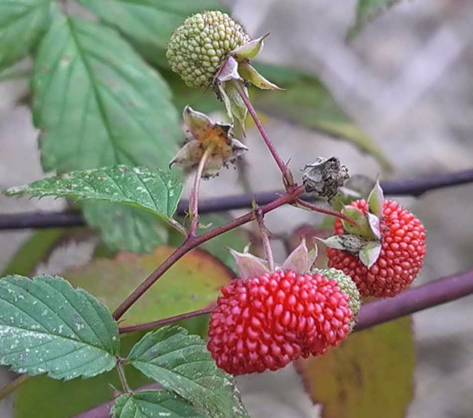 edible culture Queensland Raspberries