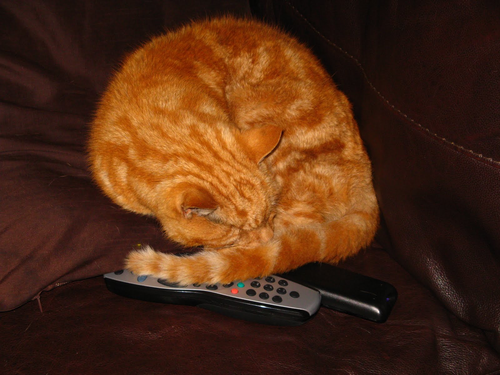 Don't Touch My Remote!