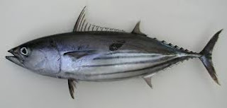 Ikan Cakalang