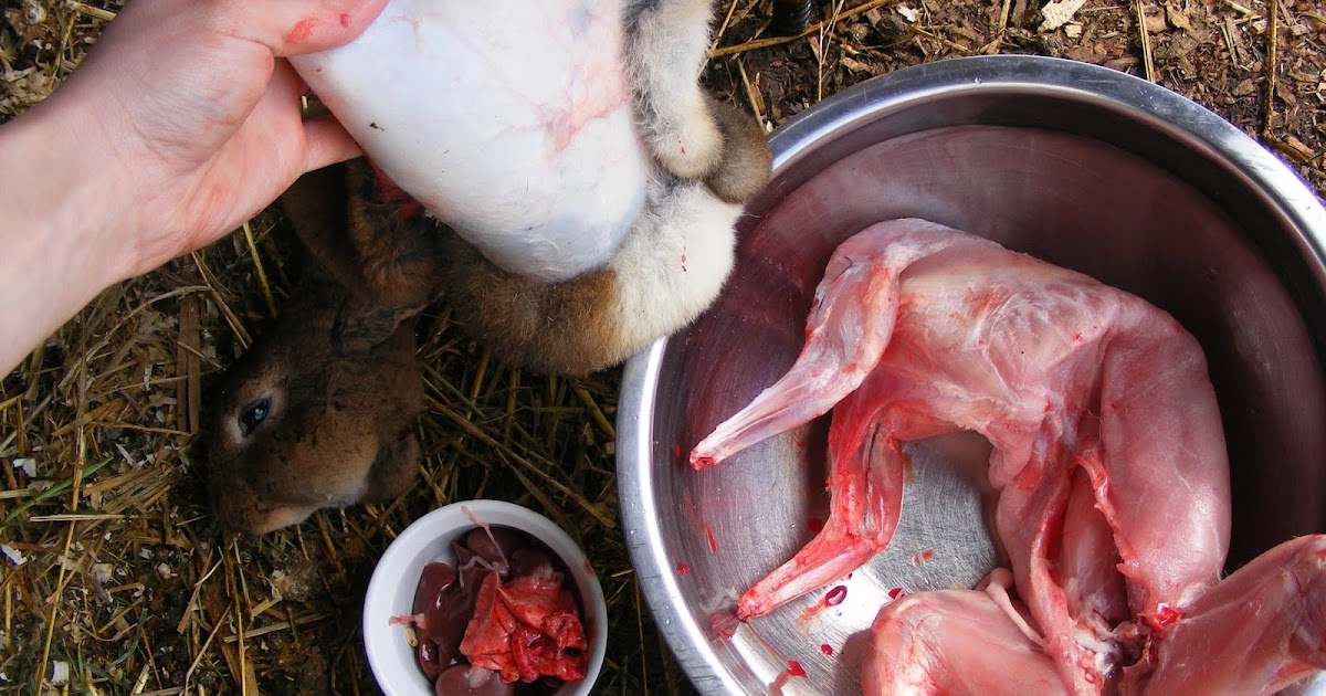 Life From Scratch: Butchering a Rabbit~ Part II: Eviscerating & Skinning