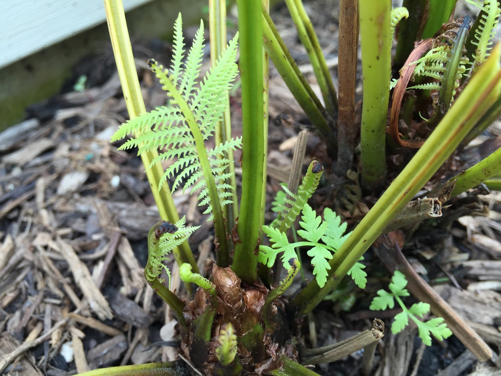 Ostrich Fern Transplant Shock Adjustment Issues [Backyard Neophyte